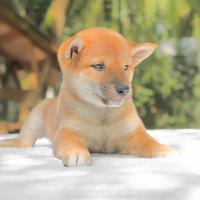 Shiba Inu femmina rossa
