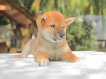 Shiba Inu femmina rossa