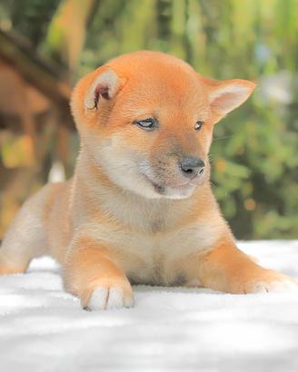 Shiba Inu femmina rossa