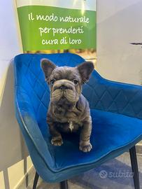Bulldog francese big Rope fluffy