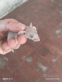 Ratto hairless