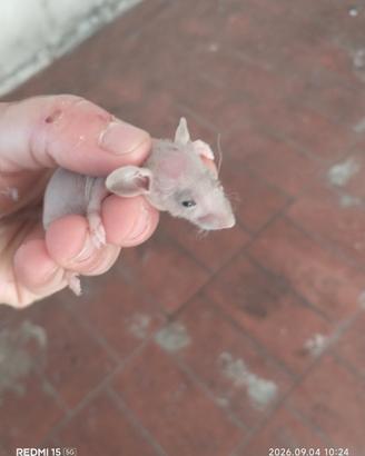 Ratto hairless