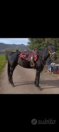 Cavallo