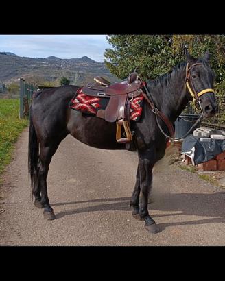 Cavallo
