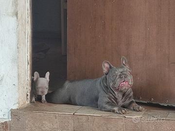 Bulldog francese femmina