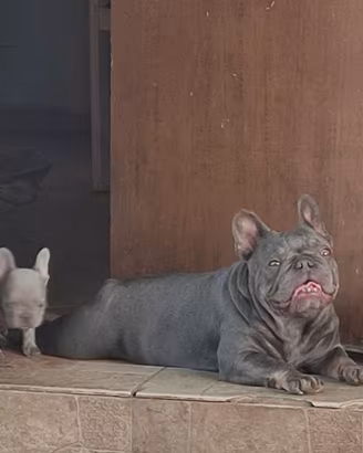 Bulldog francese femmina