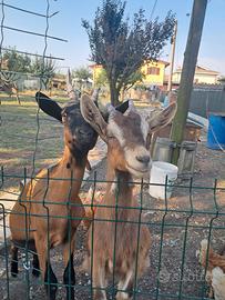 Due caprette femmina di sei mesi