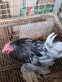 Gallo cocincina