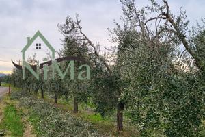 Terreno agric. a - La CaliforniaBibbona