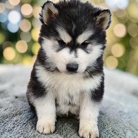 Husky con pedigree enci