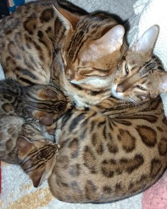 Afettuosi cuchioli Bengal,feminuchia e masc