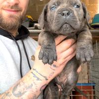 Cane corso