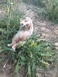 Australian shepard