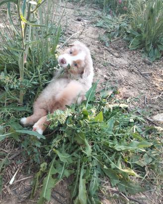 Australian shepard