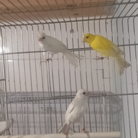 Canarini spagnoli femmine