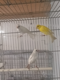 Canarini spagnoli femmine