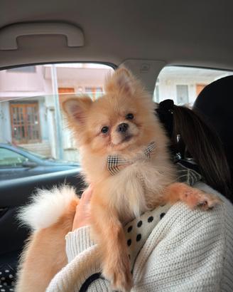 Spitz di Pomerania 