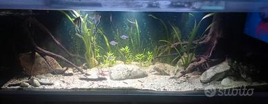 Acquario 160x50x55H