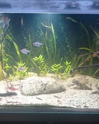 Acquario 160x50x55H