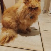 Gatto persiano per micia