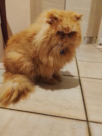 Gatto persiano per micia