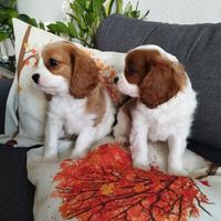 Cavalier King Charles Spaniel cuccioli