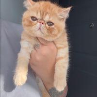 Exotic Shorthair cuccioli Merlino