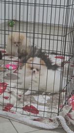 Spitz Di Pomerania Mini