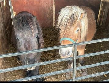 Pony