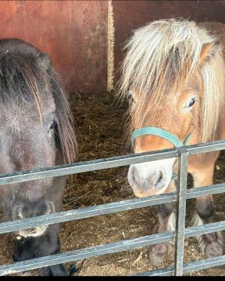 Pony