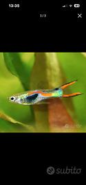 Guppy endler