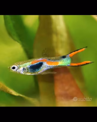 Guppy endler