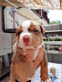 Cucciolo american Bully pocket