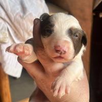 Cuccioli pastore Australiano e border collie
