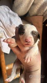 Cuccioli pastore Australiano e border collie