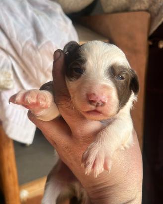 Cuccioli pastore Australiano e border collie