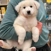 Cucciola pastore maremmano