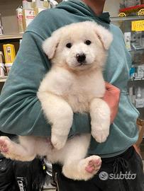 Cucciola pastore maremmano