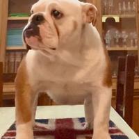 Bulldog inglese cucciolona