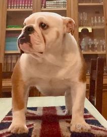 Bulldog inglese cucciolona