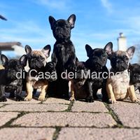 Cane cuccioli bouledogue francese