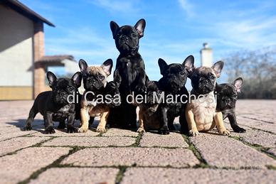 Cane cuccioli bouledogue francese