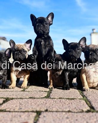 Cane cuccioli bouledogue francese