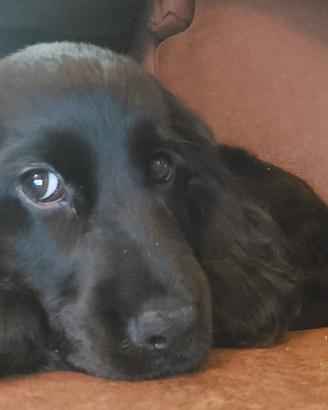 Cucciolo di Cocker Nero