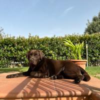 Maschio di Labrador Retriever per accoppiamento