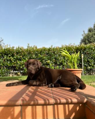 Maschio di Labrador Retriever per accoppiamento