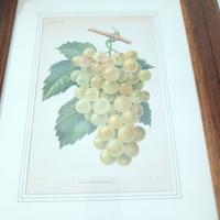  due litografie antiche 