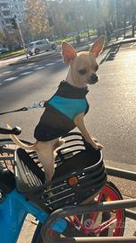 Chihuahua Prynce bello e dolce per accoppianento