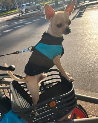 Chihuahua Prynce bello e dolce per accoppianento