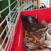 Cucciolo di cincilla' allevato a mano black/grey